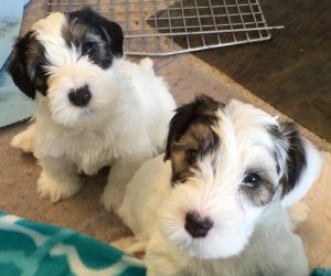 Available Sealyham Terriers